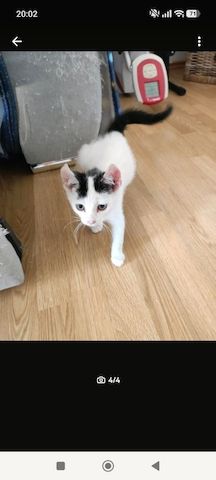 BKH Kitten Kätzchen Lucy 17 Wochen alt sucht ein liebes volles warmes Zuhause