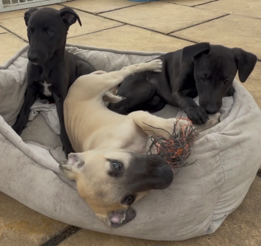 Whippet-Welpen zu verkaufen.