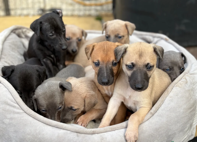 Whippet-Welpen zu verkaufen.