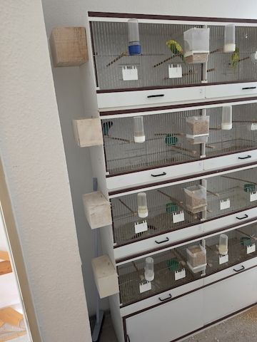 Zuchboxen Wellensittiche Kanarien