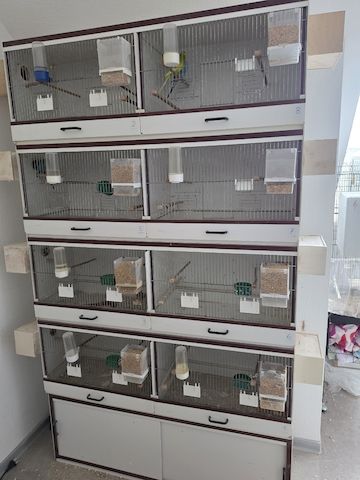 Zuchboxen Wellensittiche Kanarien