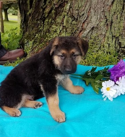 Deutscher Schäferhund welpen suchen neues Zuhause