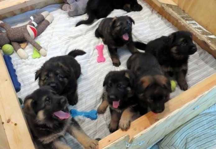 Deutscher Schäferhund welpen suchen neues Zuhause,,