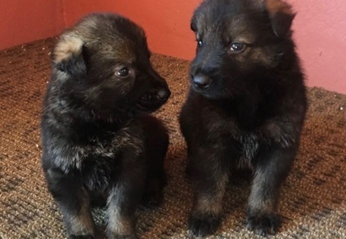 Deutscher Schäferhund welpen suchen neues Zuhause!!