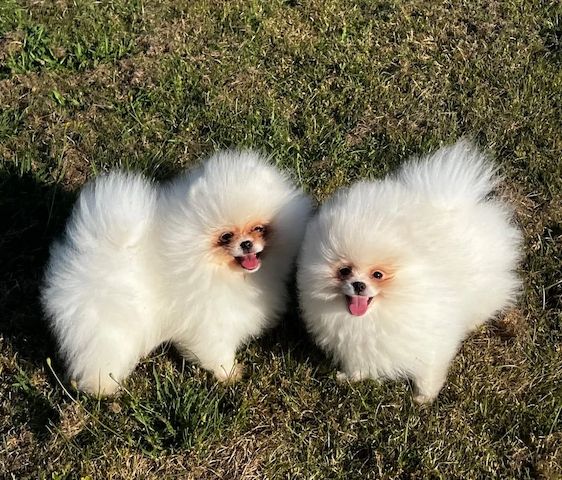 Süßer Zwergspitz-Welpe (Pomeranian) zu verkaufen