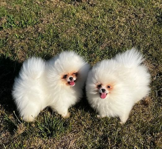 Süßer Zwergspitz-Welpe (Pomeranian) zu verkaufen