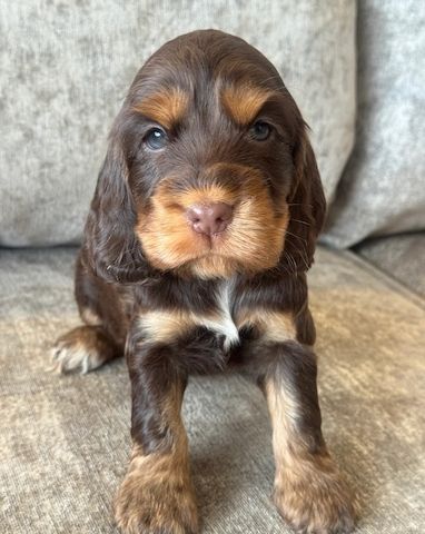 Süßer Cocker-Spaniel-Welpe zu verkaufen