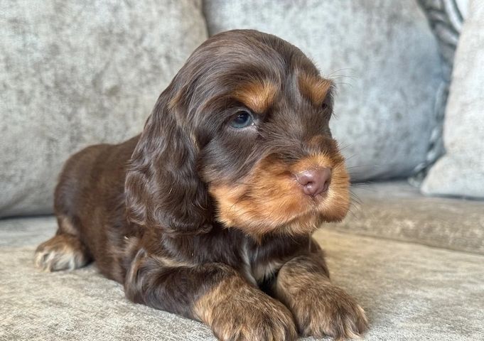 Cocker-Spaniel-Welpen