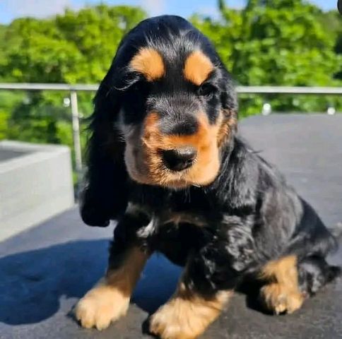 Süßer Cocker-Spaniel-Welpen