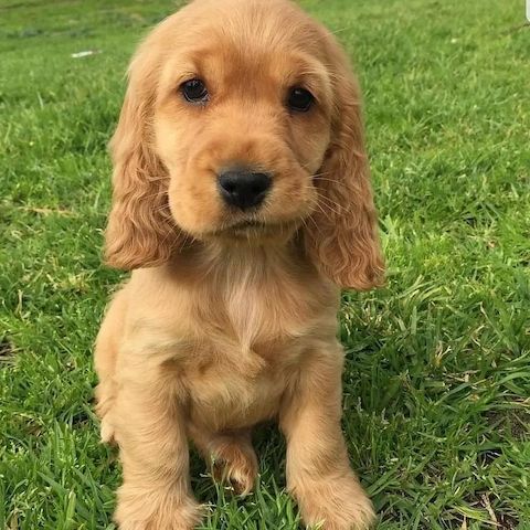 Süßer Cocker-Spaniel-Welpe zu verkaufen