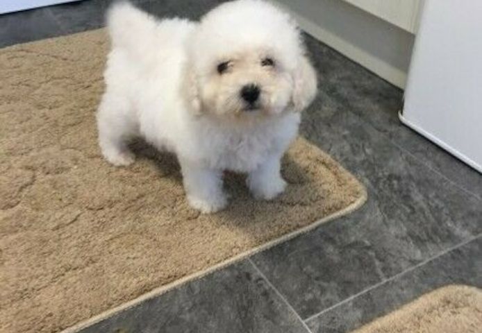 Bichon Frisé-Welpen