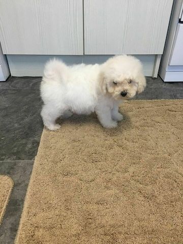 Bichon Frisé-Welpen ,,
