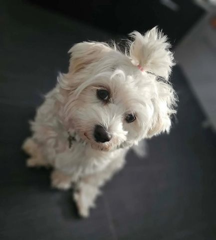 🐾 Wunderschöne Malteser-Welpen zu verkaufen