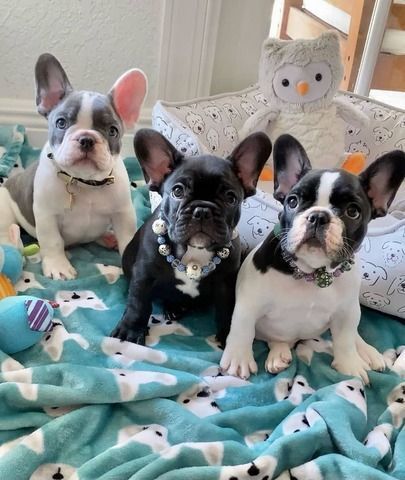 Französische Bulldoggenwelpen