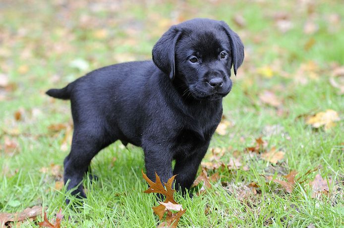 Wunderschöne Labradorwelpen