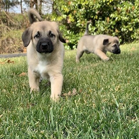 Kangal-Welpen abzugeben