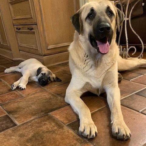 Kangal-Welpen abzugeben