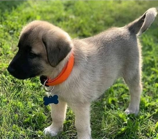 Kangal-Welpen abzugeben