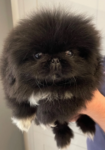 Pekingesen-Welpen suchen ein neues Zuhause.