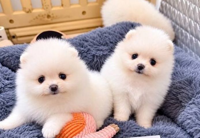 Mini-Pomeranian-Welpen
