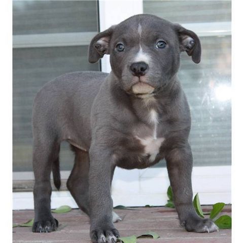 American Blue-Line Pit Bull Terrier Welpen ,,