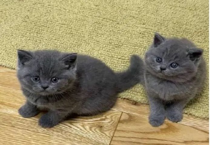 BKH KITTEN (Britisch Kurzhaar)