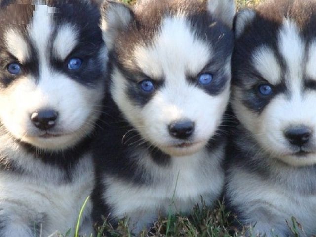Siberian Husky Welpen,,