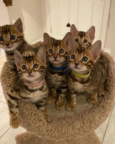 Bengal-Kätzchen ab sofort abzugeben.