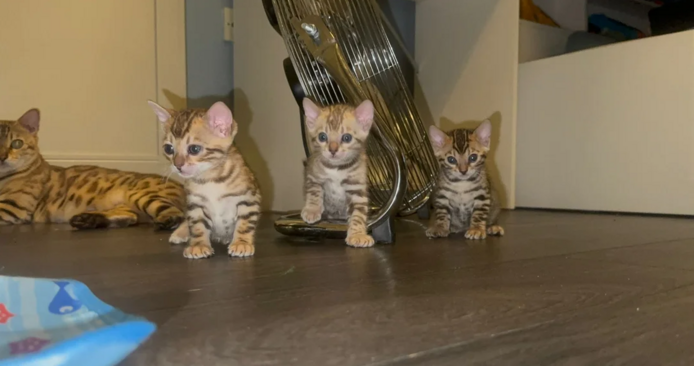 Bengal-Kätzchen ab sofort abzugeben.