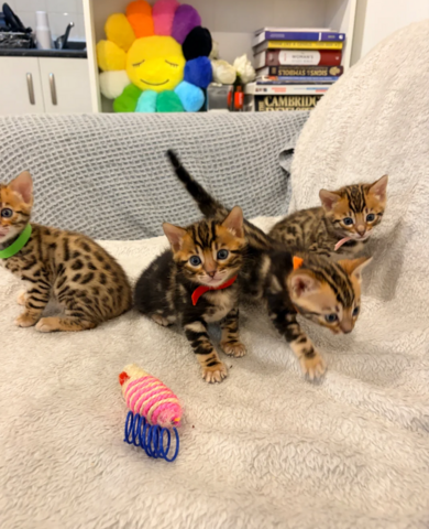 Bengal-Kätzchen ab sofort abzugeben.