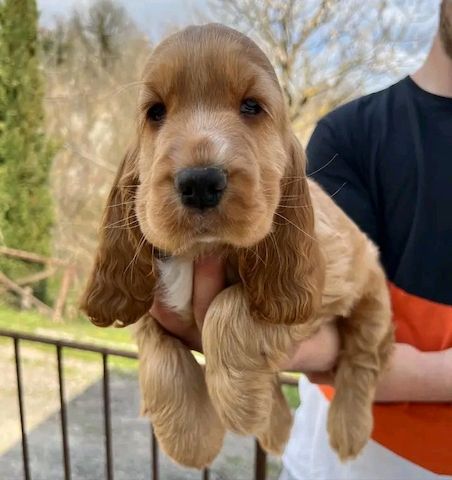 Cocker Spaniel Welpen mw