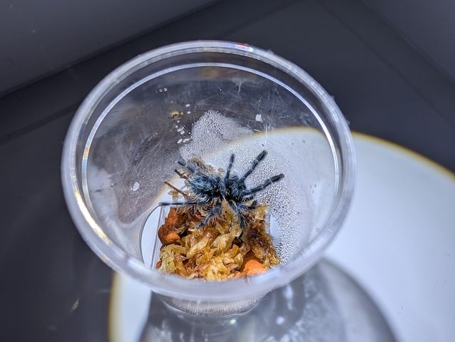 Caribena versicolor FH 2 Vogelspinne