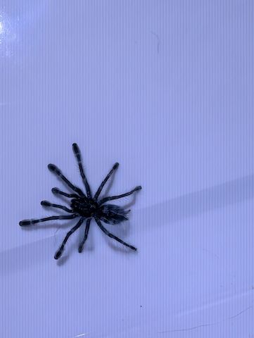 Caribena versicolor FH 2 Vogelspinne