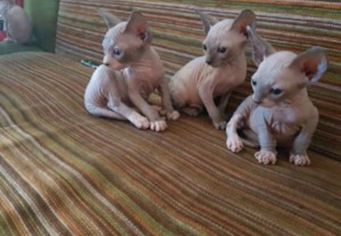 Sphynx-Kätzchen ab sofort abzugeben.