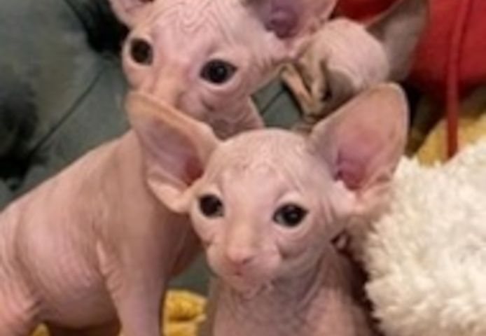 Sphynx-Kätzchen ab sofort abzugeben.