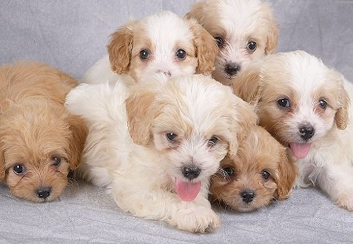 Cavachon-Welpen sind ab sofort abgabebereit.