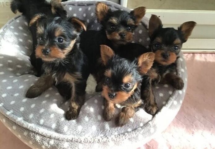 Yorkie-Welpen sind ab sofort abgabebereit.