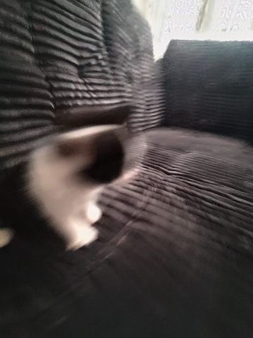 5 Kätzchen, BritischMix