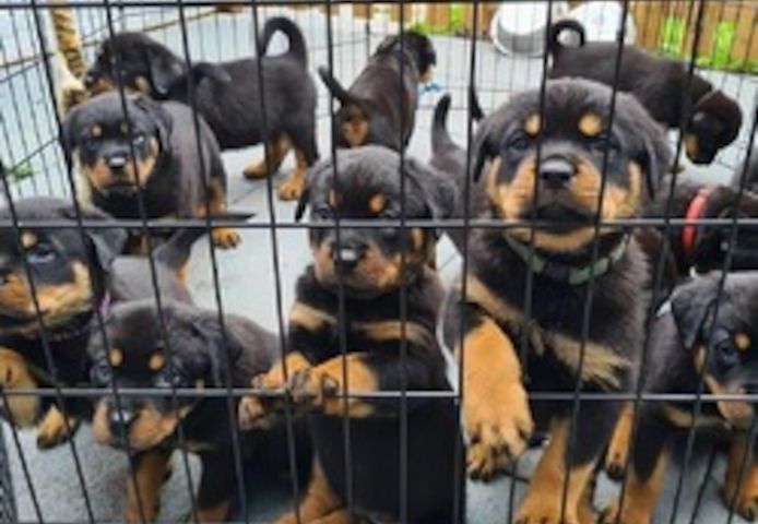 Rottweiler-Welpen sind ab sofort abgabebereit.