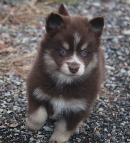 Siberian-Husky-Welpen zu verkaufen