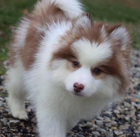 Siberian-Husky-Welpen zu verkaufen