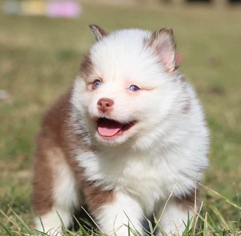 Siberian-Husky-Welpen zu verkaufen