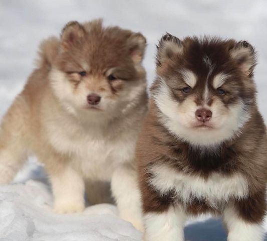 Siberian-Husky-Welpen zu verkaufen
