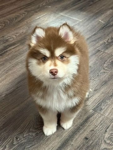Siberian-Husky-Welpen zu verkaufen