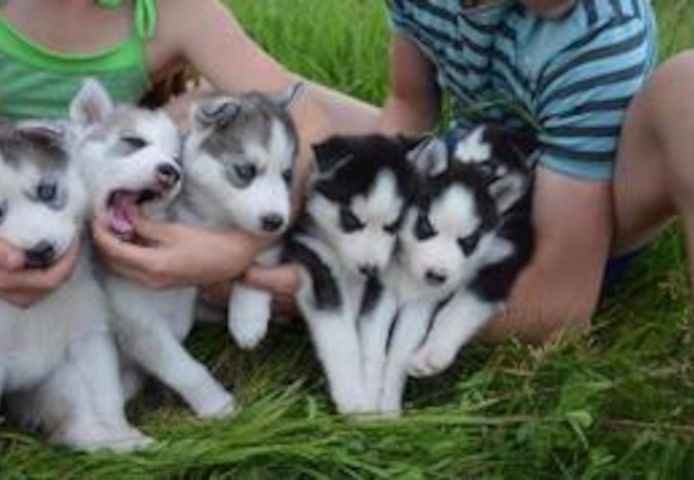 Siberian-Husky-Welpen suchen ein neues Zuhause
