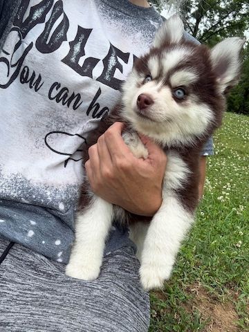 Siberian-Husky-Welpen zu verkaufen