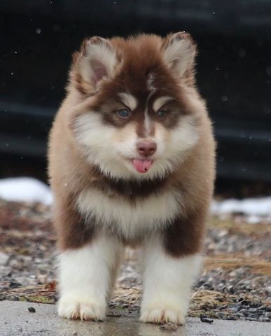 Siberian-Husky-Welpen zu verkaufen