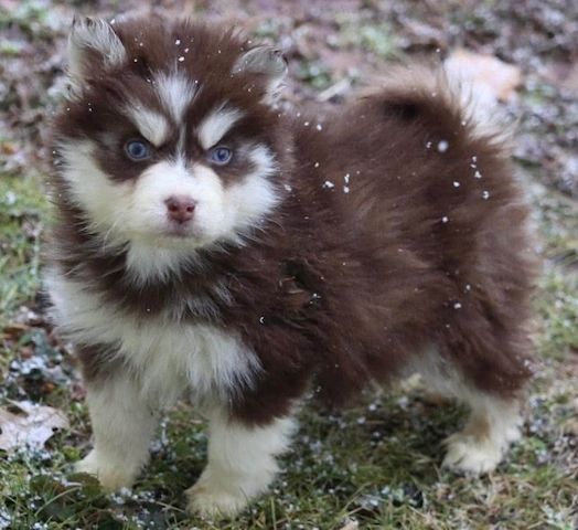 Siberian-Husky-Welpen zu verkaufen