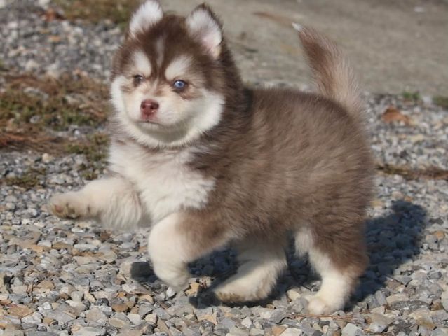Siberian-Husky-Welpen zu verkaufen