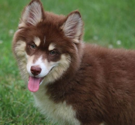 Siberian-Husky-Welpen zu verkaufen